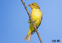 Carduelis tristis